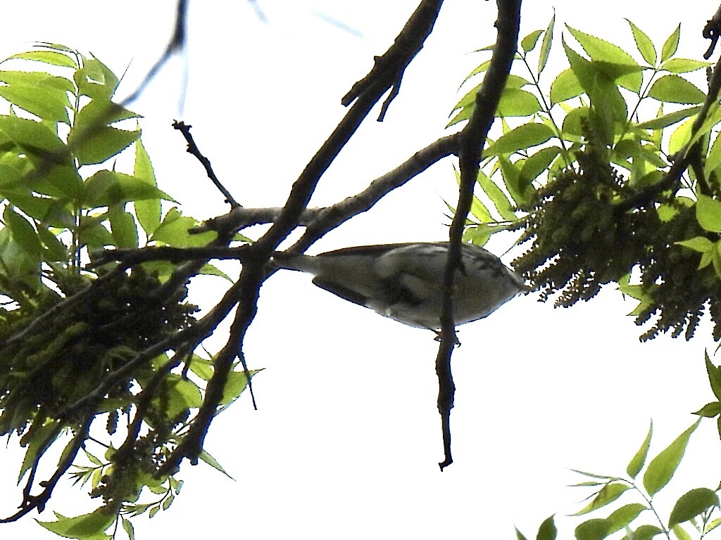 Blackpoll Warbler - Jana Singletary