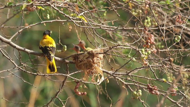 Black-hooded Oriole - ML618136418