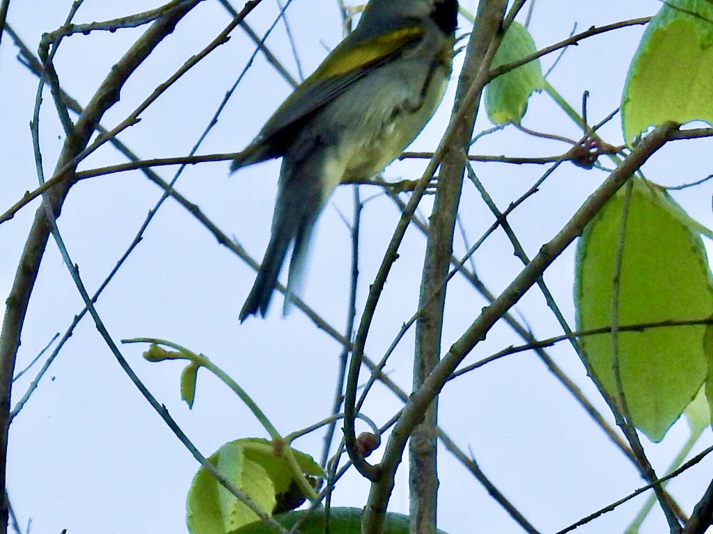 Golden-winged Warbler - ML618136420