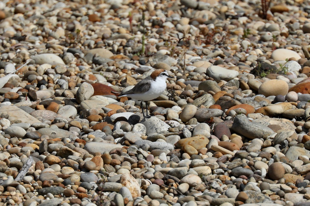 Red-capped Plover - Henry Burton