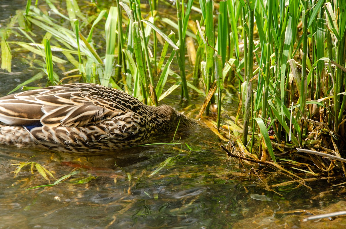 Mallard - Connor Wade