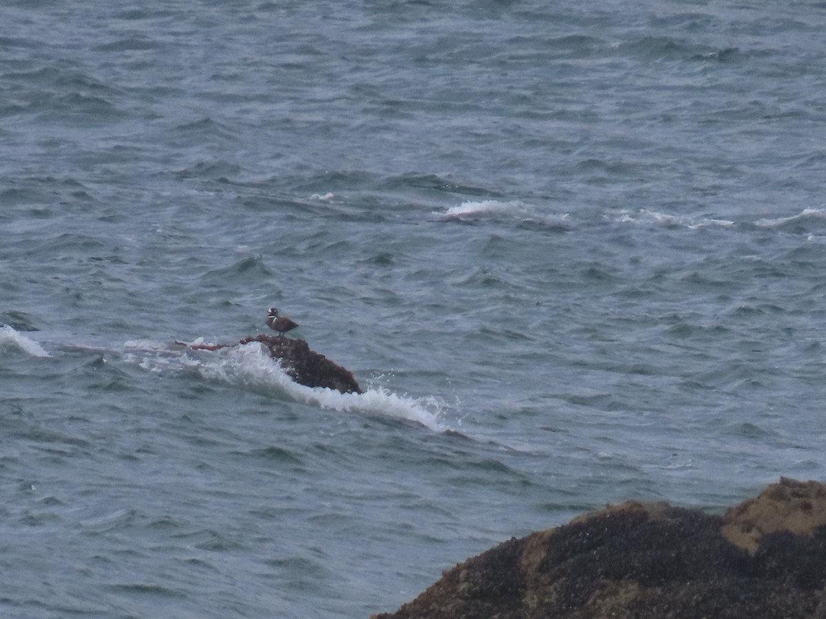 Harlequin Duck - Ken S