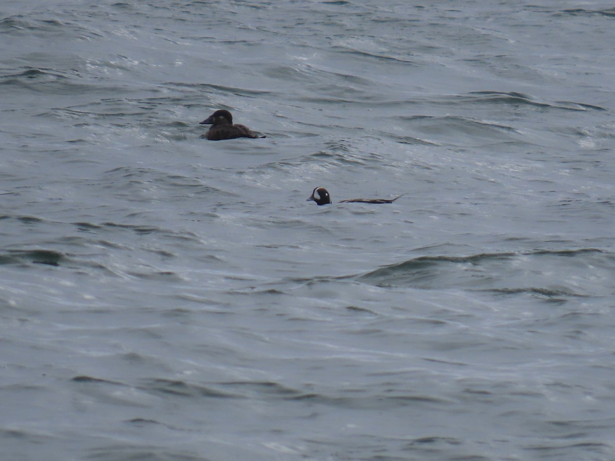 Harlequin Duck - Ken S