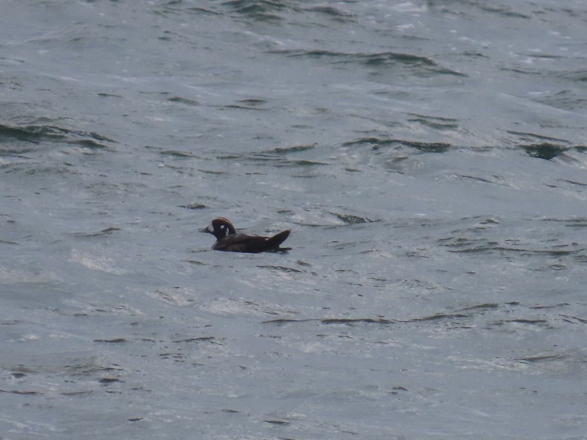 Harlequin Duck - Ken S