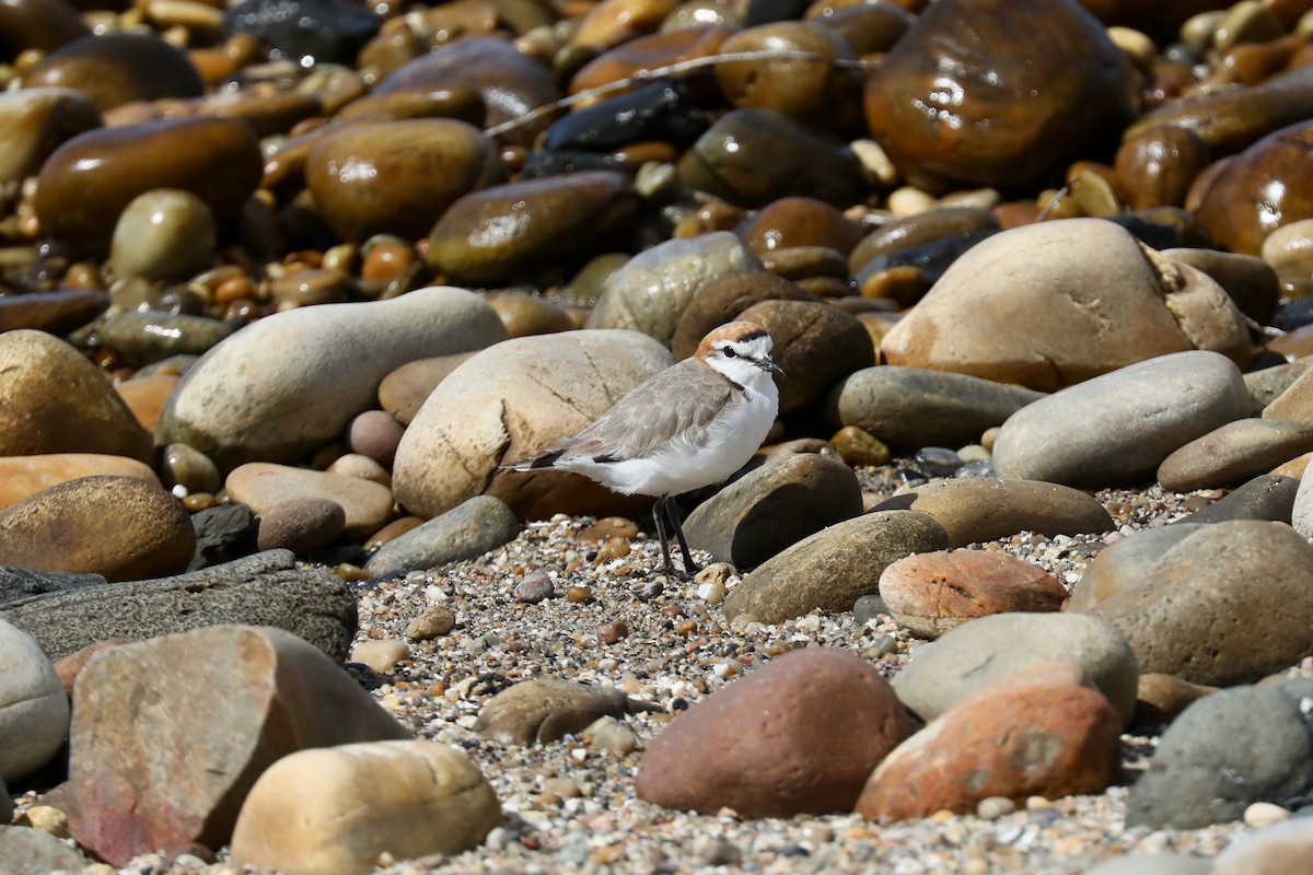 Red-capped Plover - Henry Burton