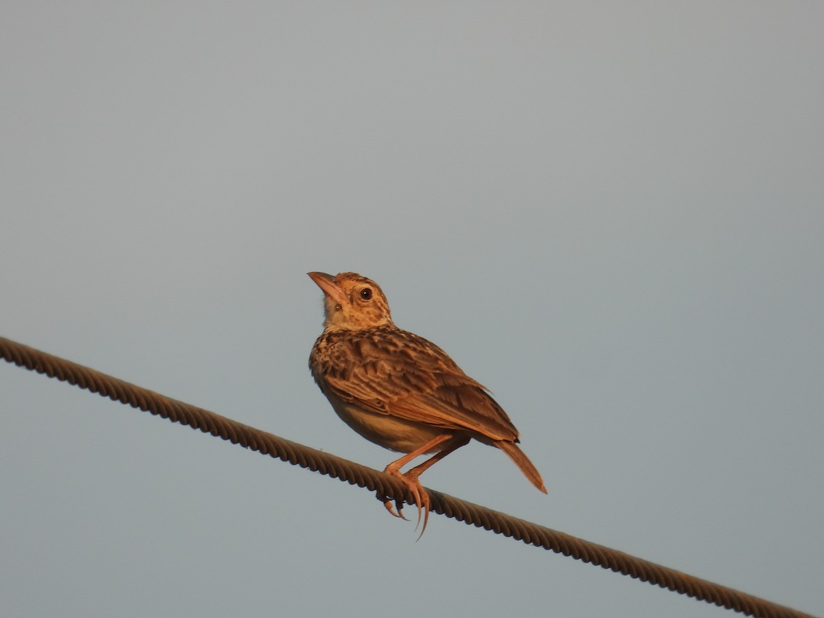 Jerdon's Bushlark - ML618136454