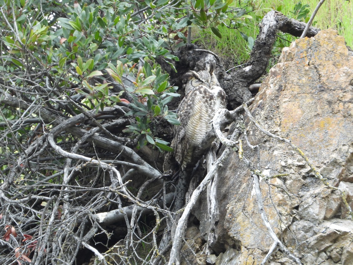 Great Horned Owl - Howard Friedman