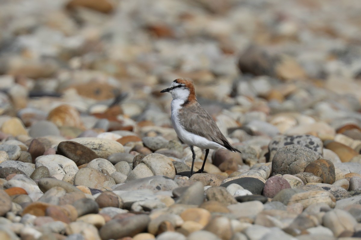 Red-capped Plover - Henry Burton