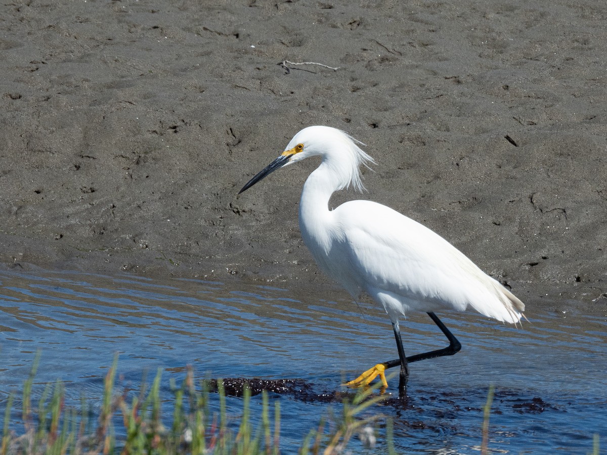 Snowy Egret - Al Chase