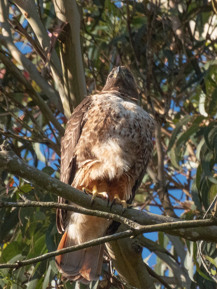 Red-tailed Hawk - Al Chase