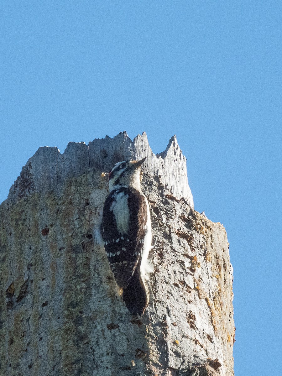 Downy Woodpecker - Al Chase