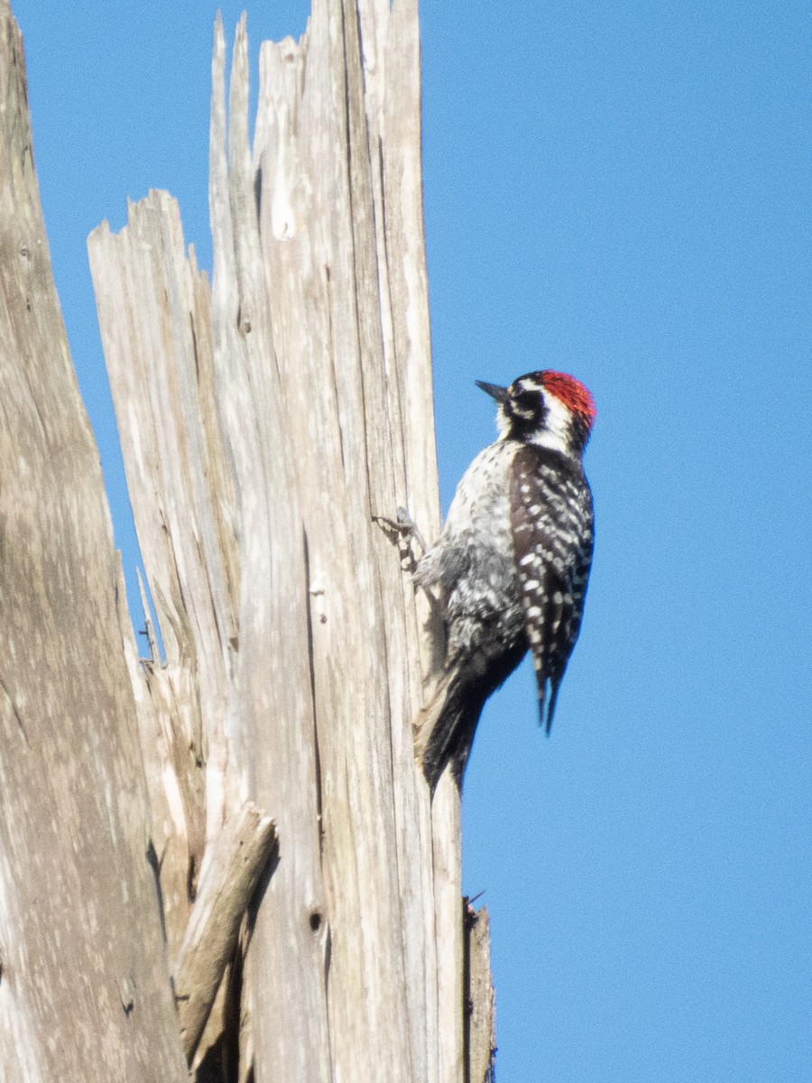 Nuttall's Woodpecker - Al Chase