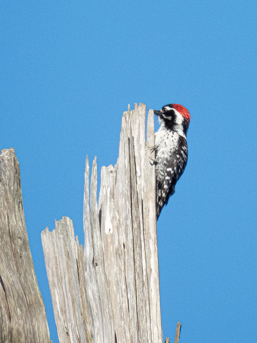 Nuttall's Woodpecker - Al Chase