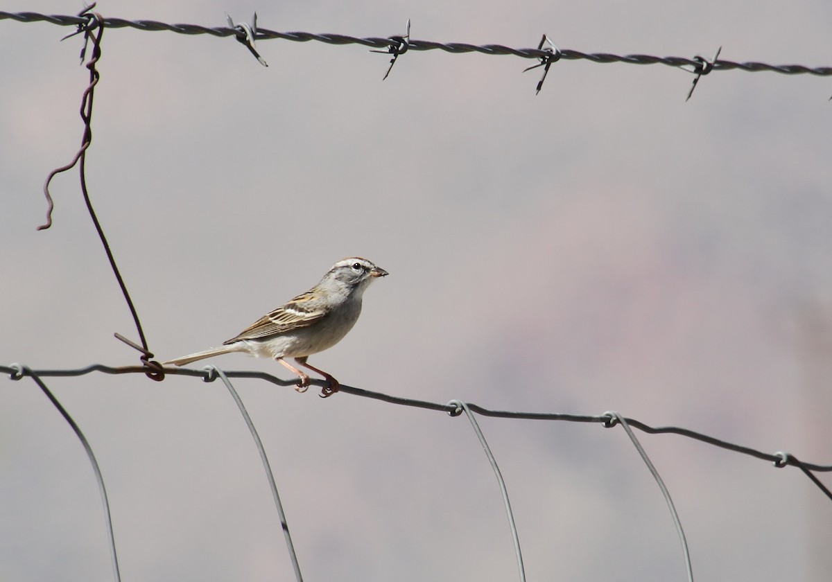 Chipping Sparrow - ML618136527