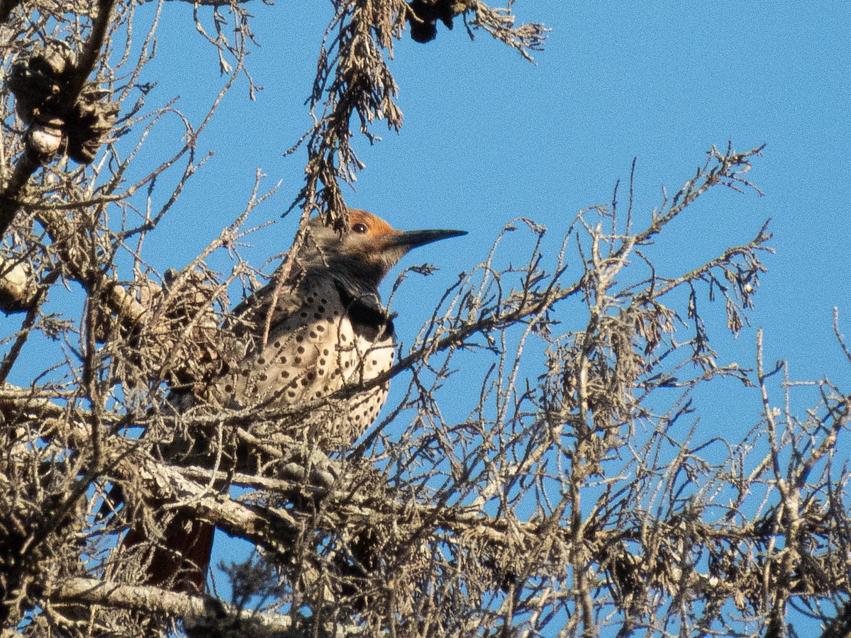 Northern Flicker - Al Chase