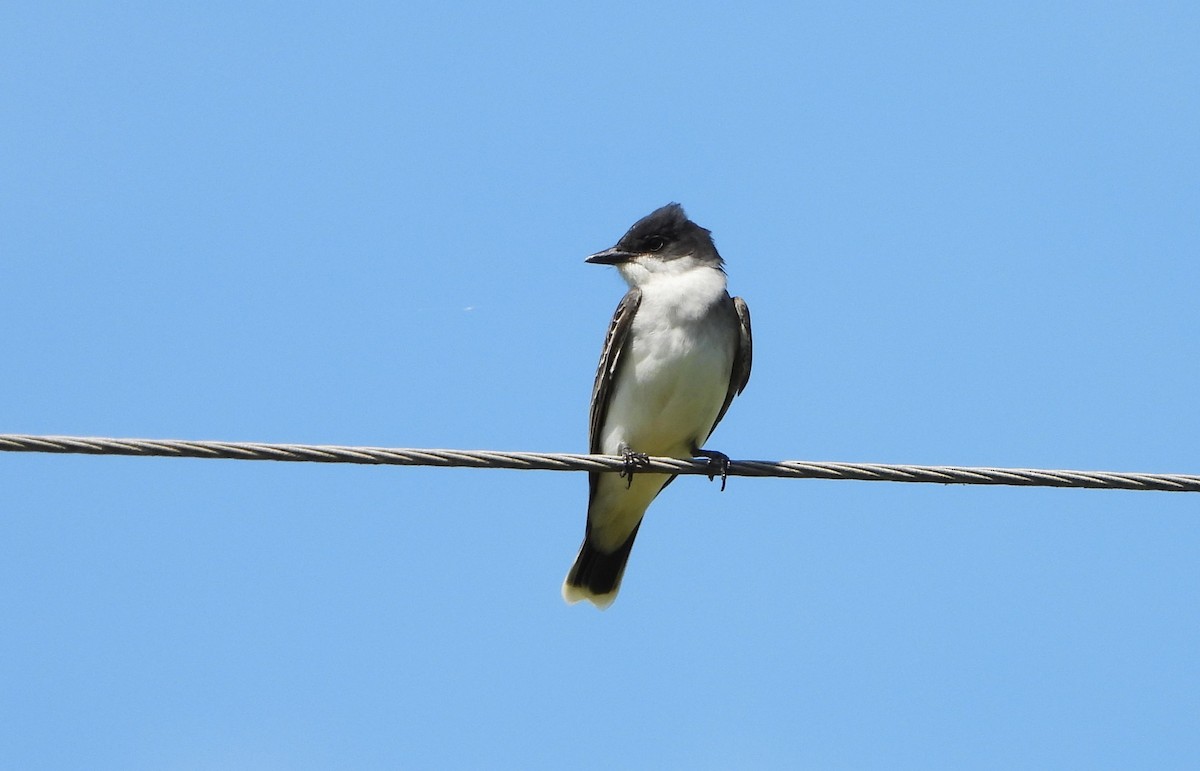 Eastern Kingbird - Darlene Eschete