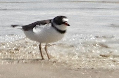 Semipalmated Plover - Peter Williams