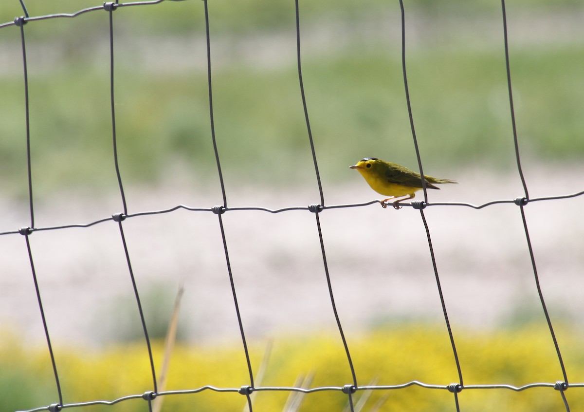 Wilson's Warbler - ML618136581