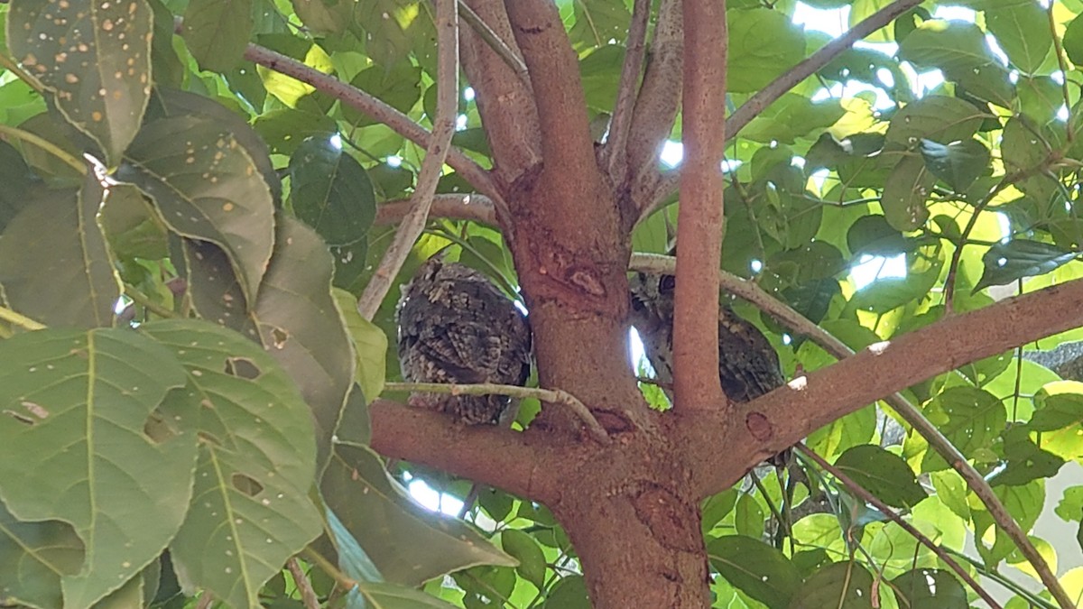 Collared Scops-Owl - 子豪 黃