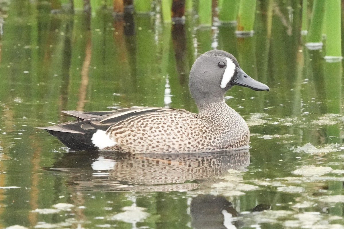 Blue-winged Teal - Tom Cassaro