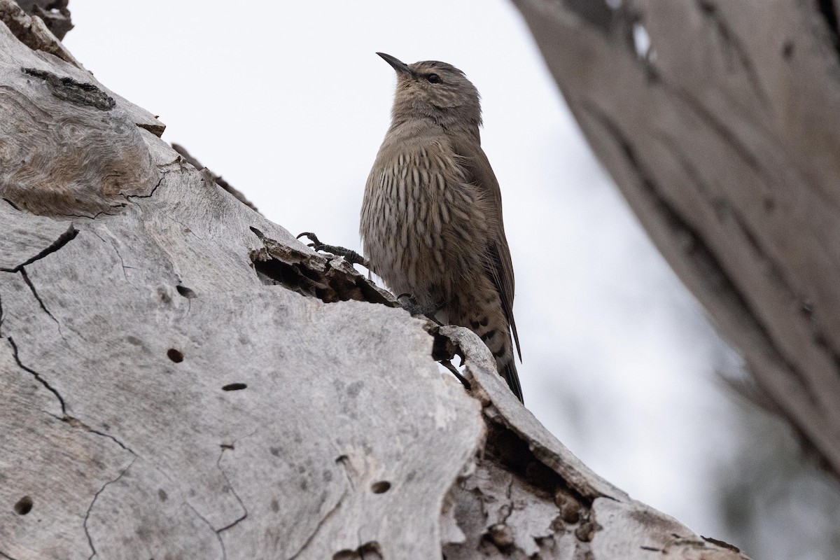 Brown Treecreeper - Eric VanderWerf