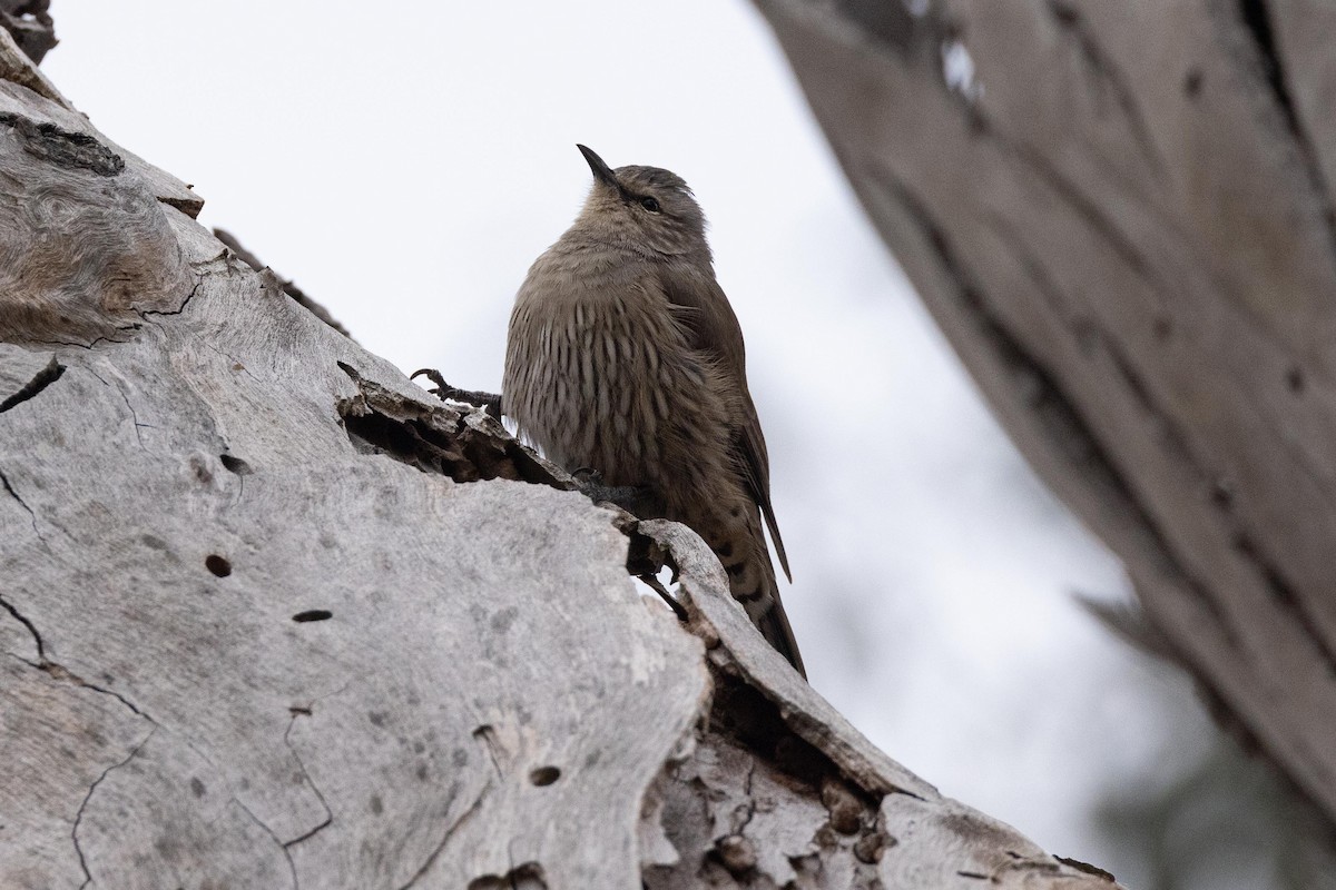 Brown Treecreeper - Eric VanderWerf