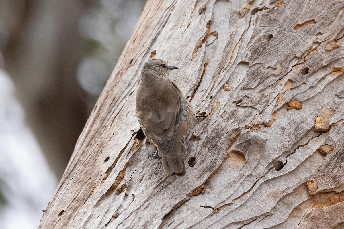 Brown Treecreeper - Eric VanderWerf