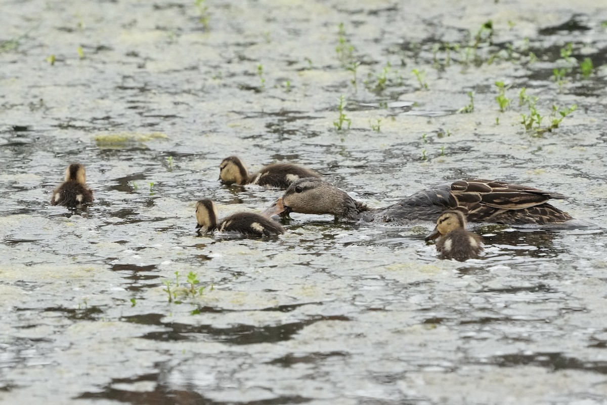 Mottled Duck - Tom Cassaro