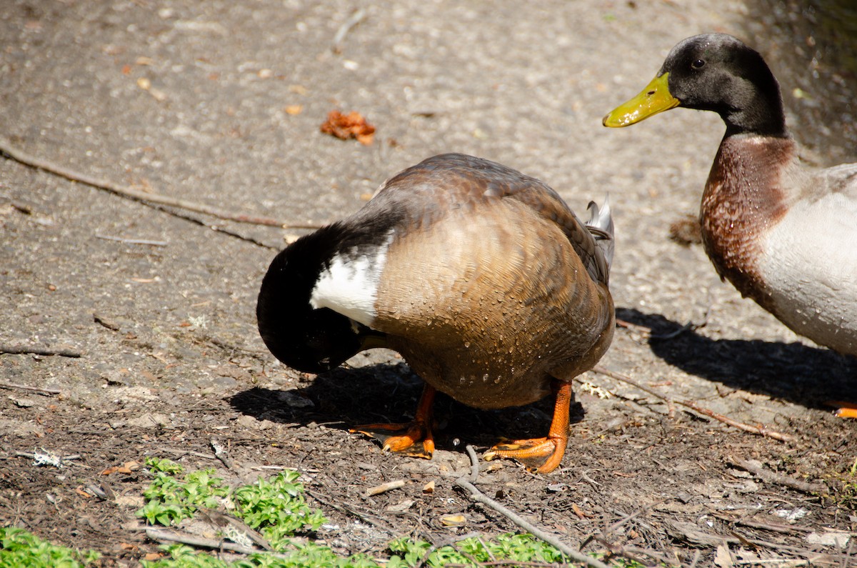 Mallard (Domestic type) - Connor Wade