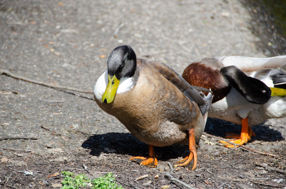 Mallard (Domestic type) - Connor Wade