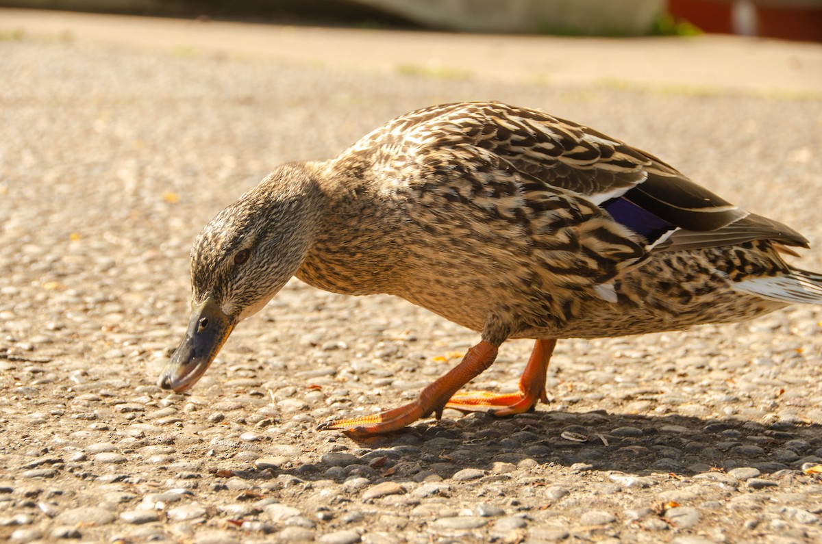 Mallard - Connor Wade