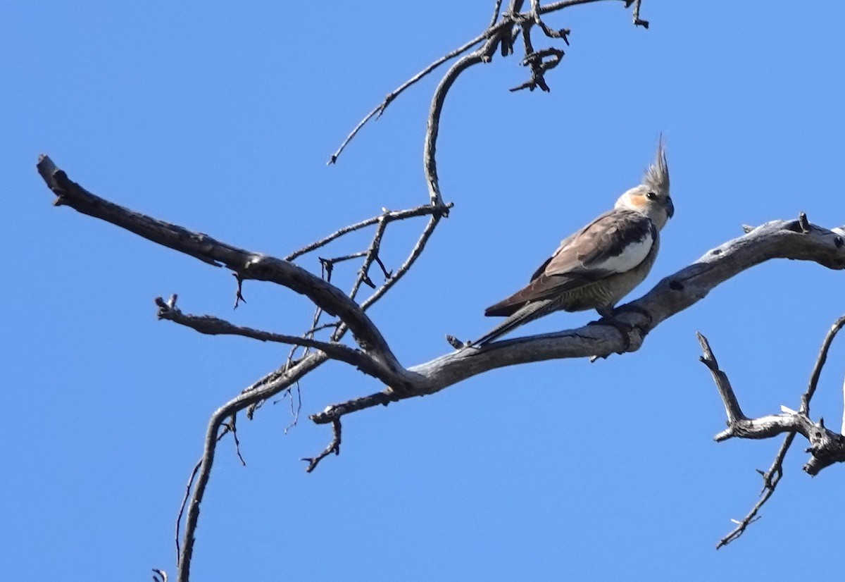 Cockatiel - ML618136639