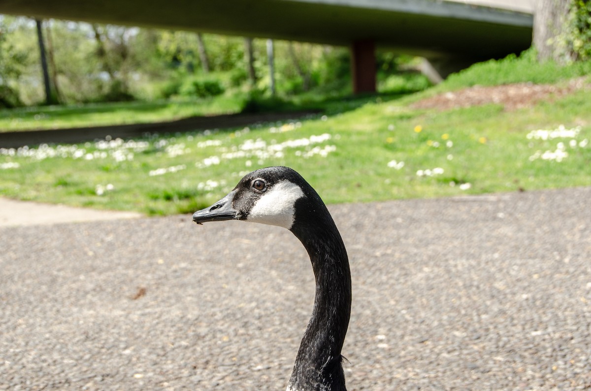 Canada Goose - Connor Wade