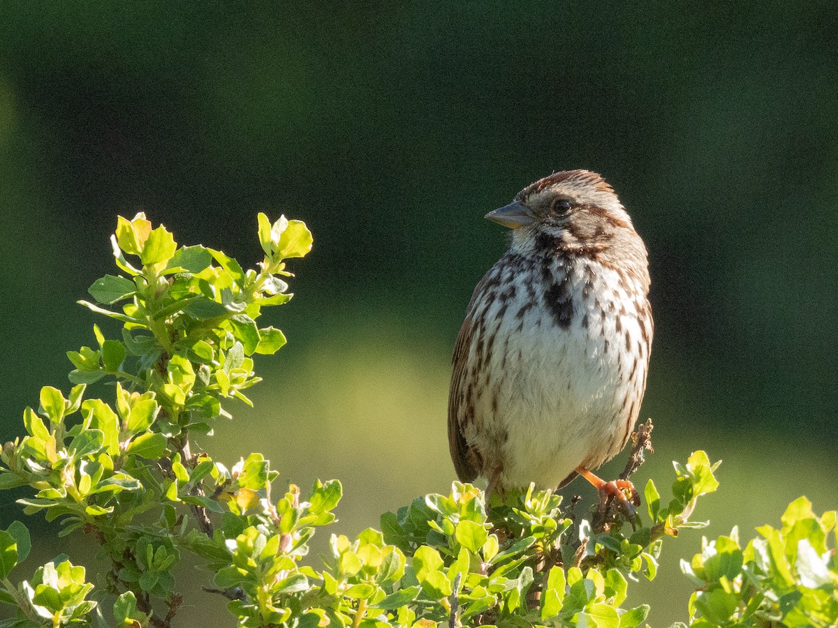 Song Sparrow - Al Chase
