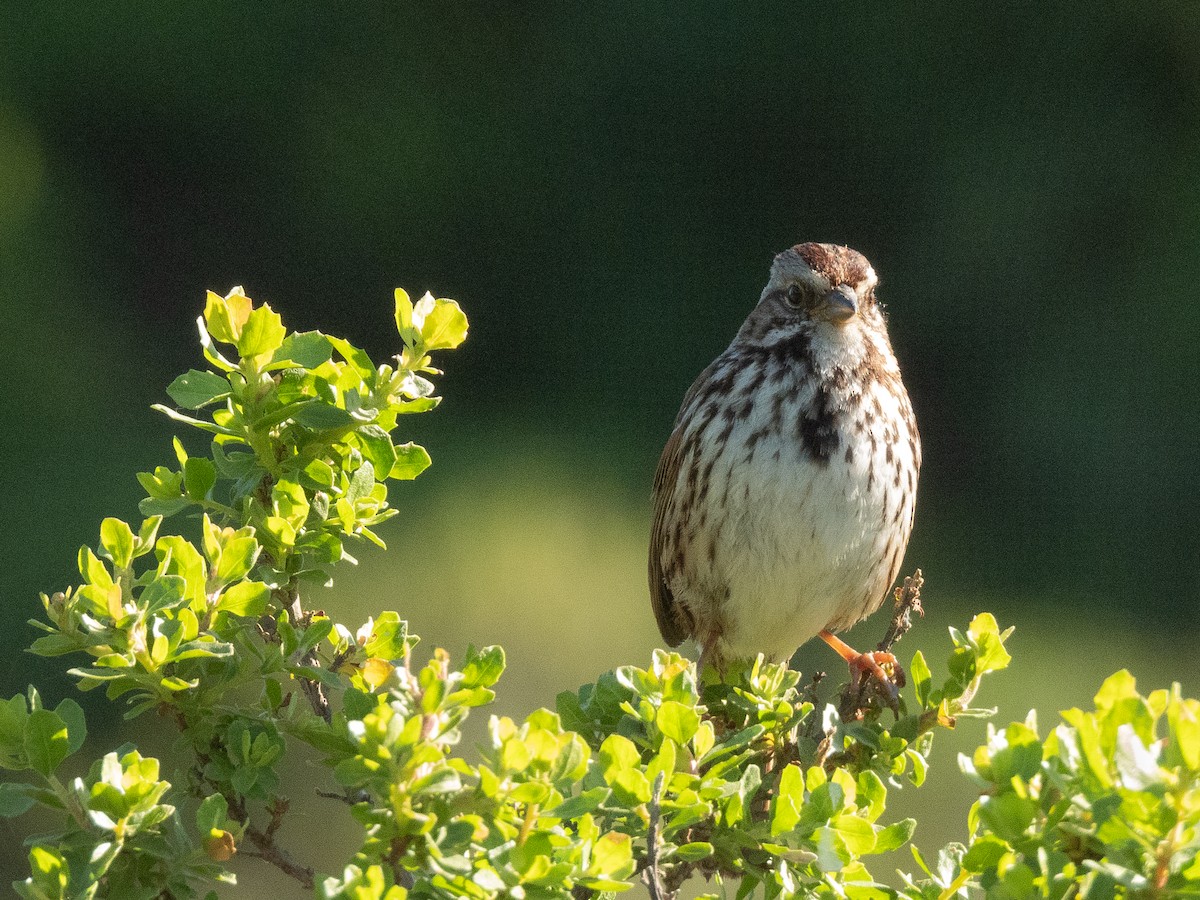 Song Sparrow - Al Chase