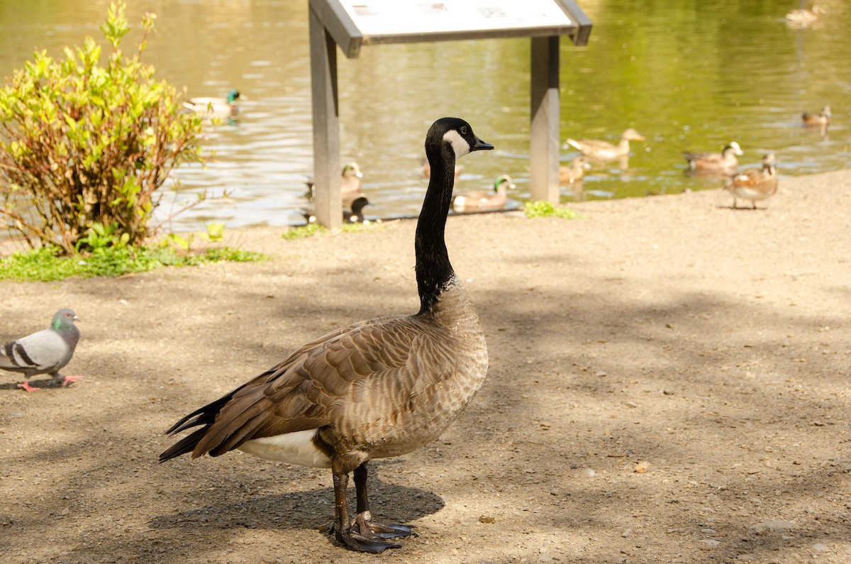 Canada Goose - Connor Wade