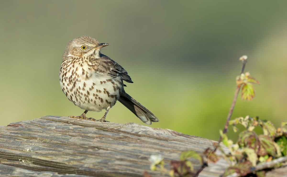 Sage Thrasher - Connor Cochrane