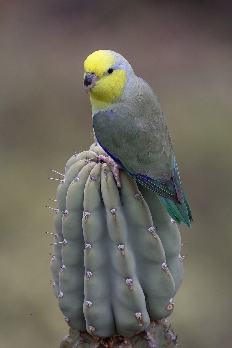 Yellow-faced Parrotlet - Manuel Roncal