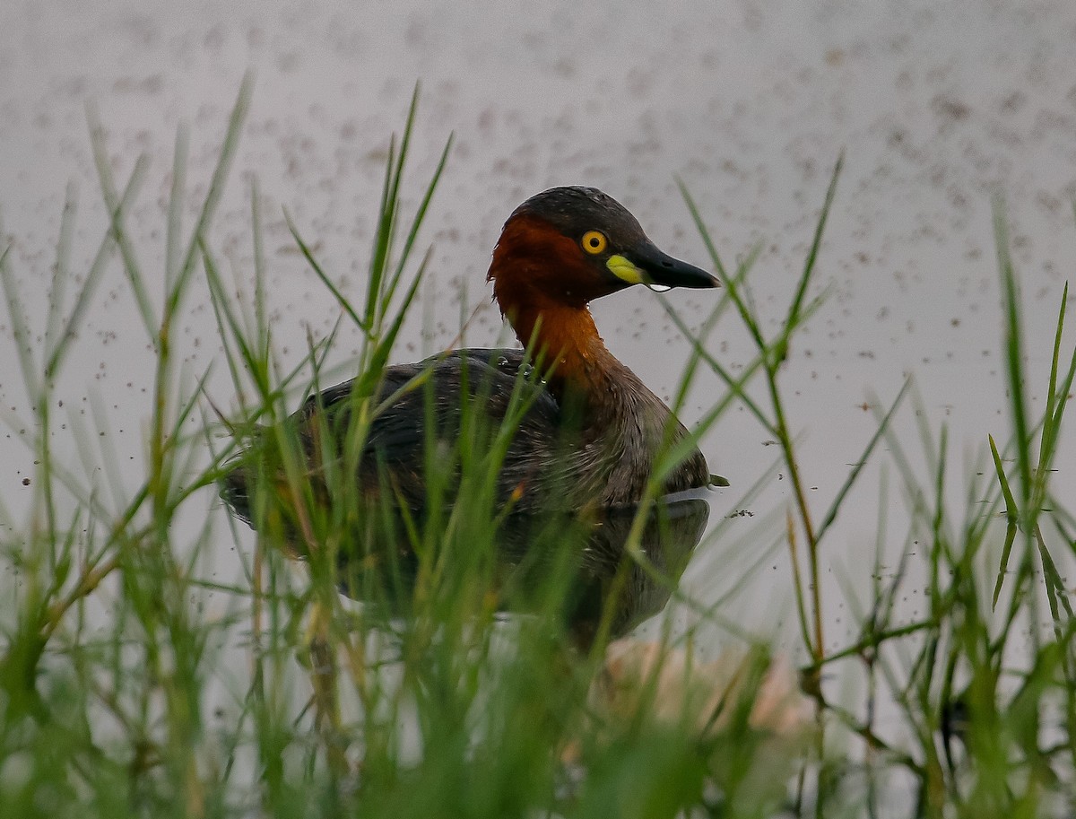 Little Grebe - Neoh Hor Kee