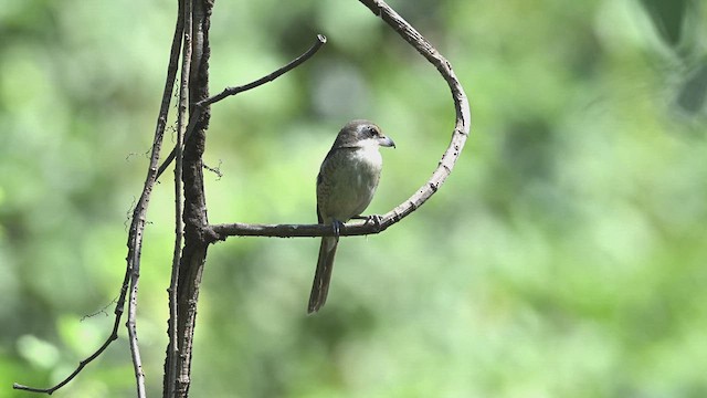 Alcaudón Pardo (cristatus/confusus) - ML618136697