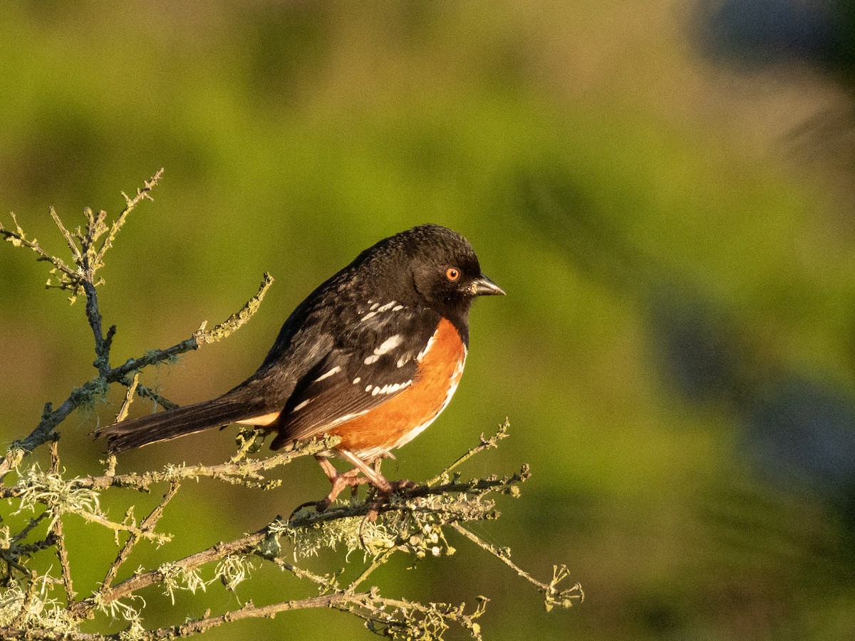 Spotted Towhee - Al Chase