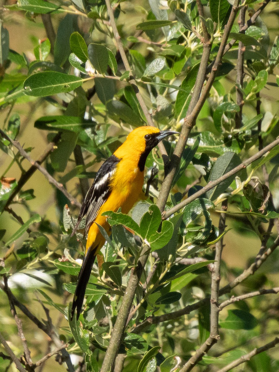 Hooded Oriole - Al Chase