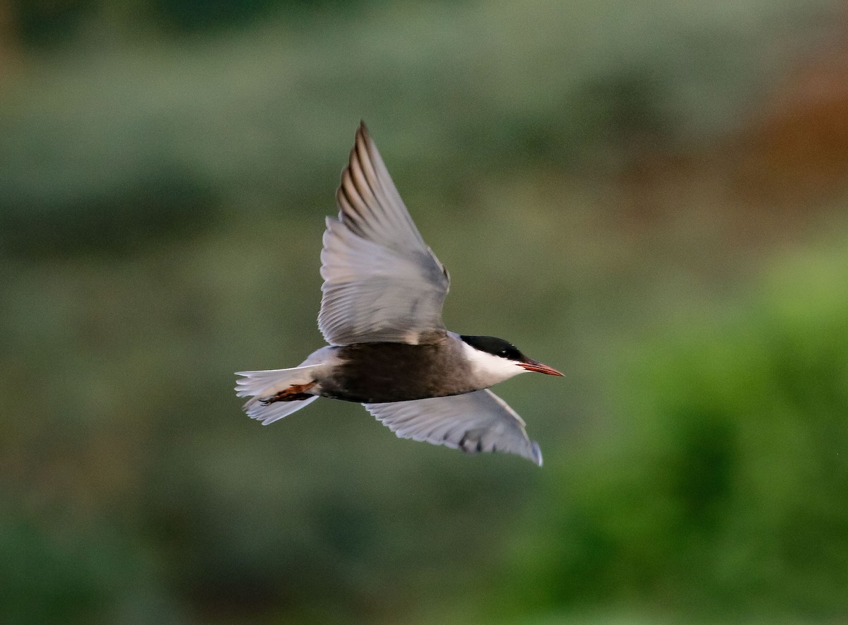 Whiskered Tern - Neoh Hor Kee