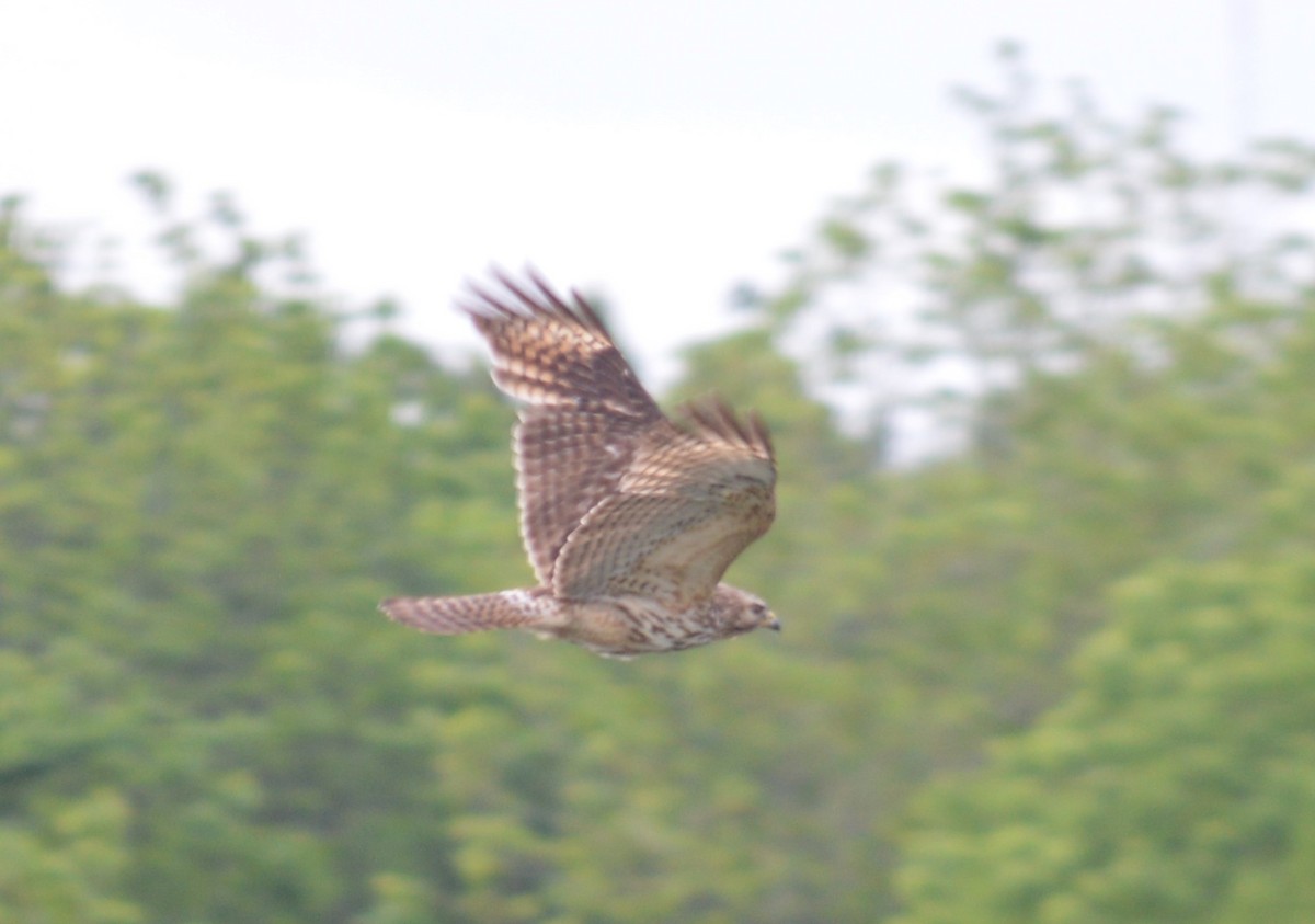 Red-shouldered Hawk - Ryan Pudwell