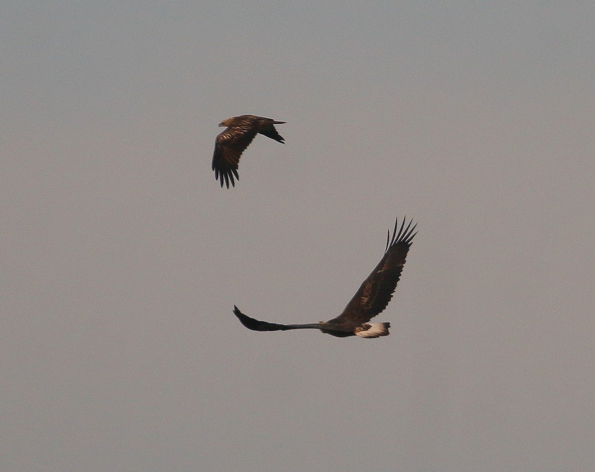 Brahminy Kite - ML618136729