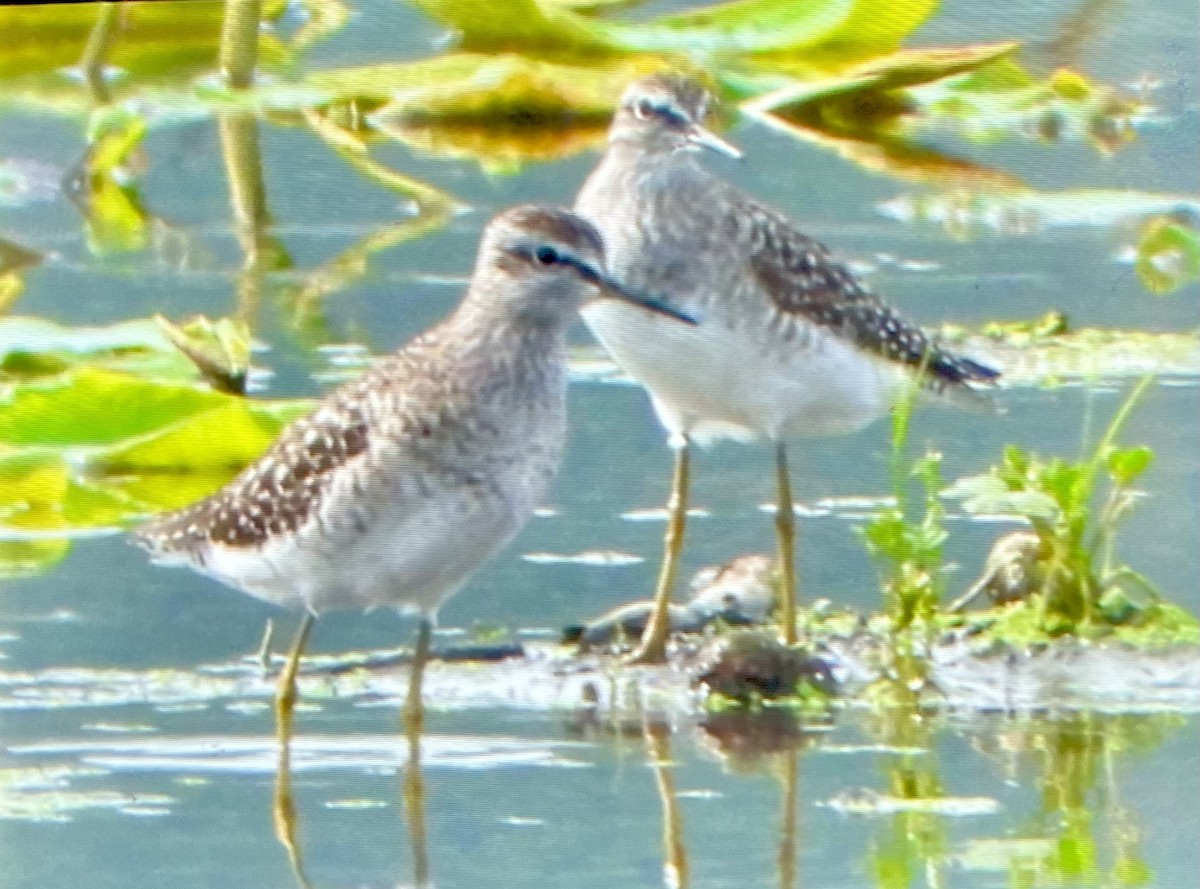 Wood Sandpiper - ML618136747