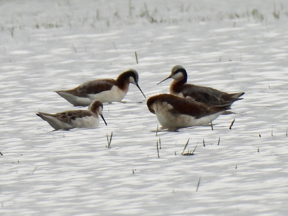 Wilson's Phalarope - Jana Singletary