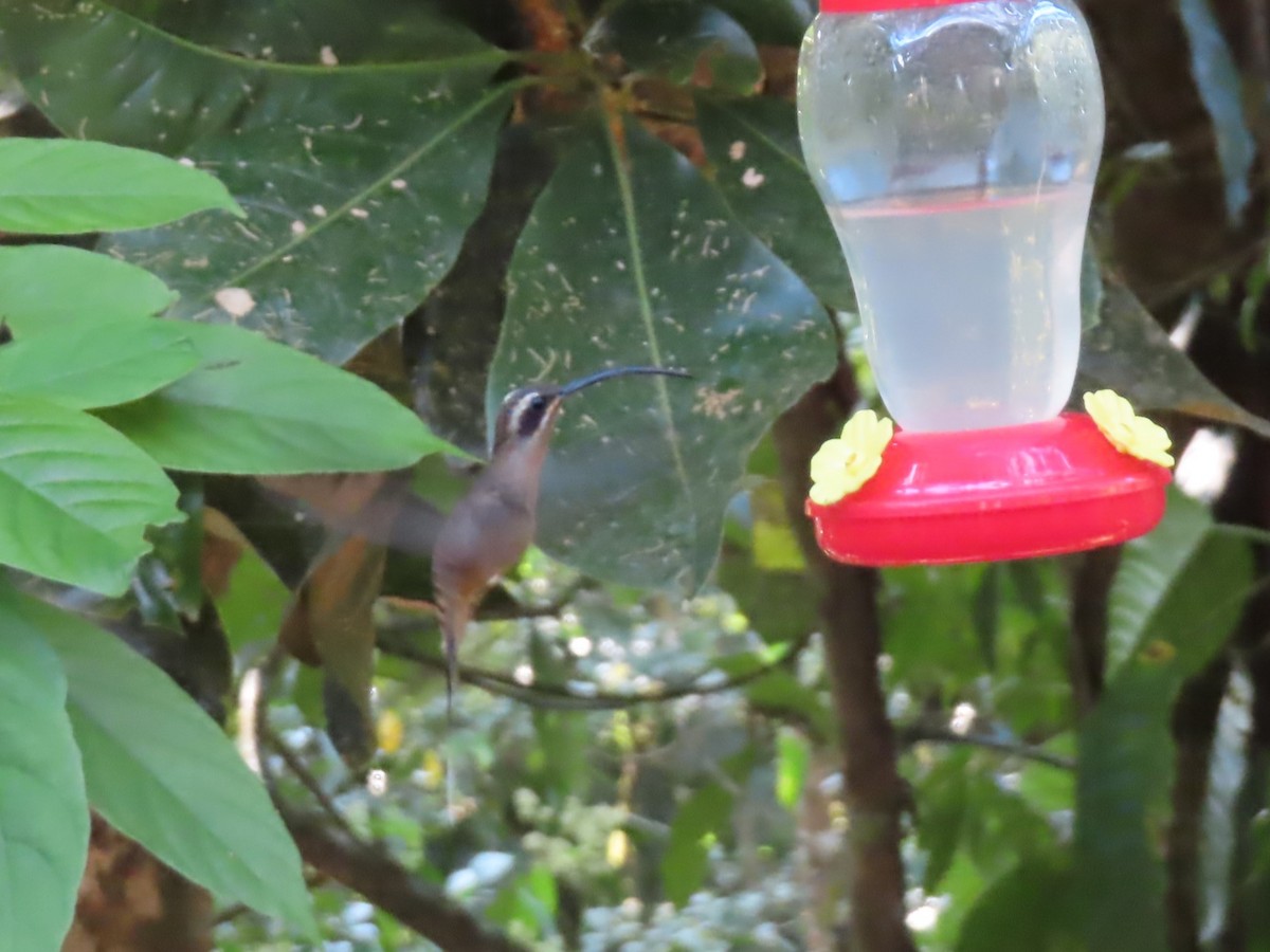 Long-billed Hermit - ML618136785