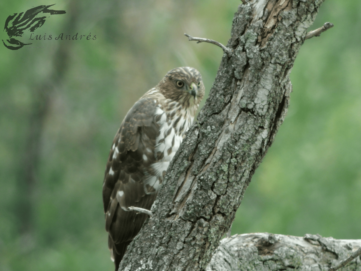 Sharp-shinned/Cooper's Hawk - ML618136788