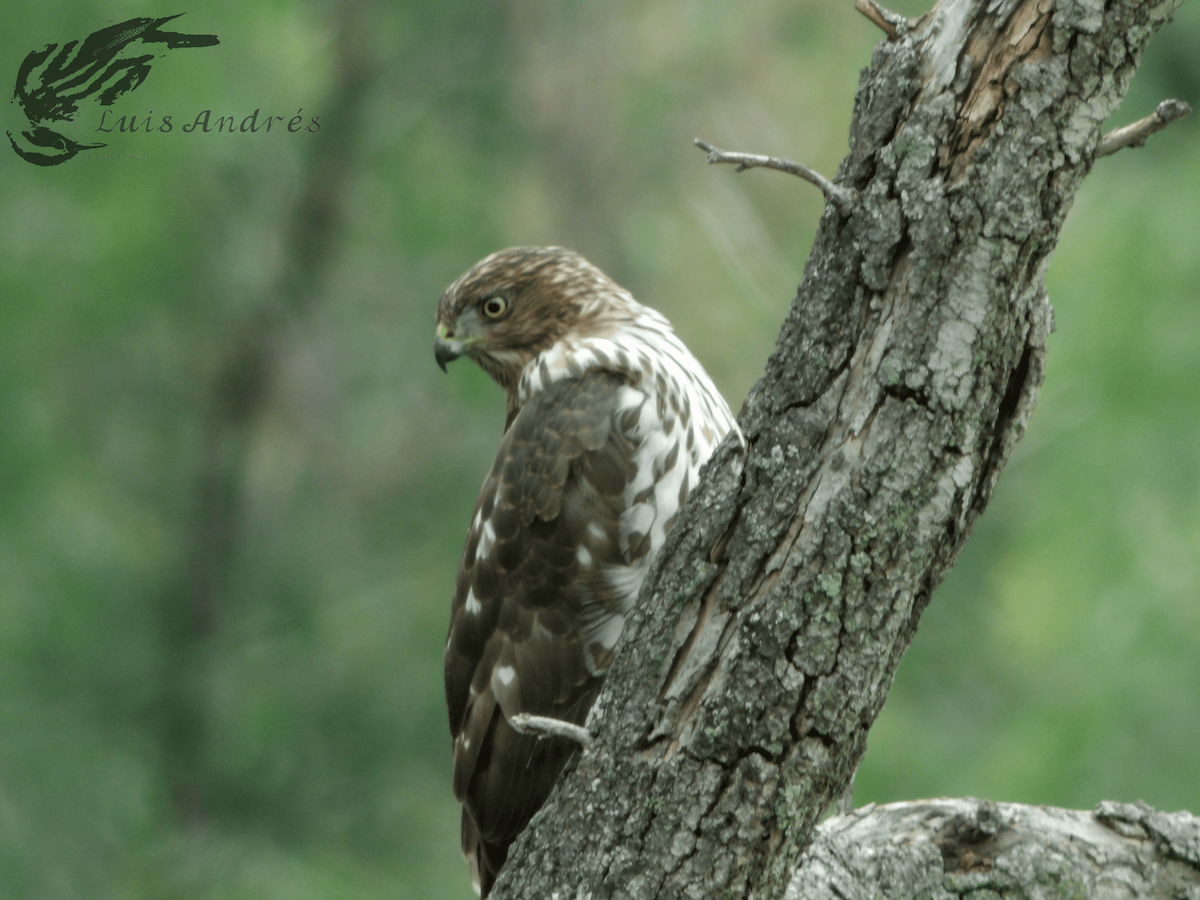 Sharp-shinned/Cooper's Hawk - ML618136789